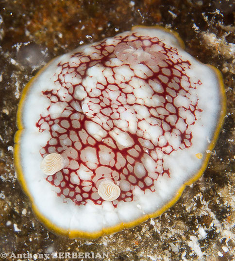  Goniobranchus cf. reticulatus anc Chromodoris cf. reticulatus