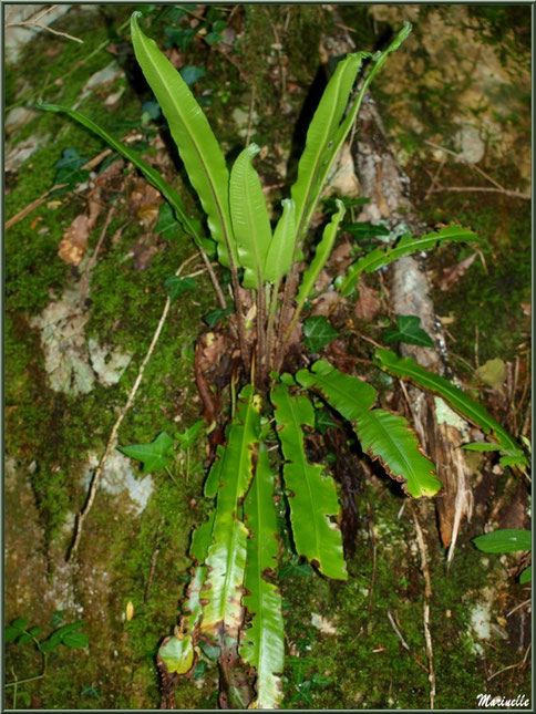 Fougère Asplenium Nid d'Oiseau au creux de la roche en bordure du chemin montant vers la Vierge Notre Dame du Hourat, village de Laruns, Pyrénées (64)