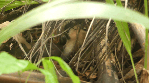 Nördlicher Tamandua