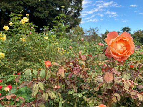 イングリッシュローズの庭秋バラ