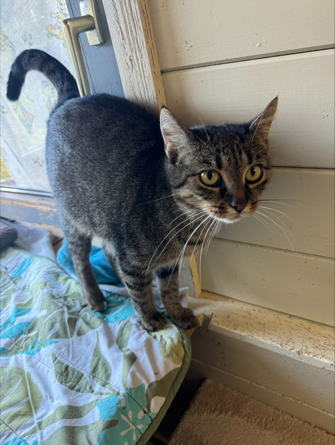 Katzenheim Schwaz - tierheimnes Webseite!