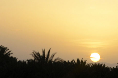 Sonnenuntergang hinter Palmen und dann ab in die Wüste