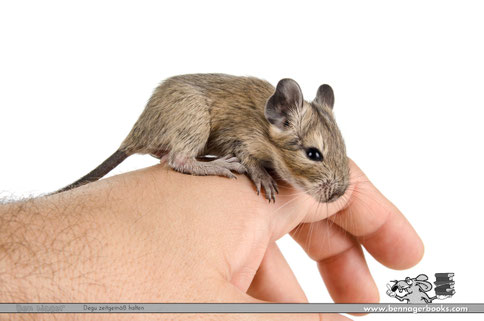 handzahme Degus, Degu Babys, Degu zähmen, süsse Degus, Degufutter, Degufoto, deguZucht, Bennagerbooks.com