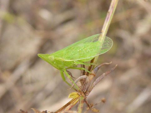 Europäischer Laternenträger, Foto: Martina Polensky