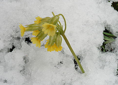 Schnee winter Schlüsselblume Primel