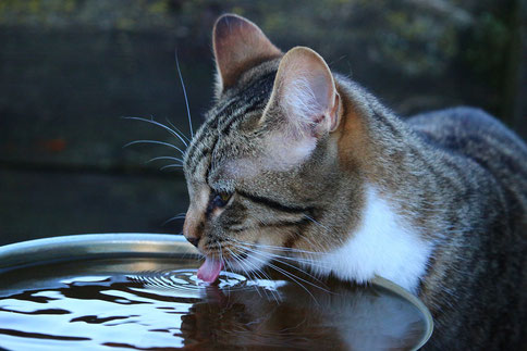 CNI viel trinken | hundkatzeschmaus.ch