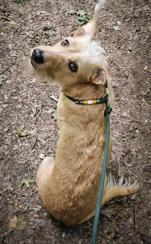 Baba, die kleine Ungarin von Muriel :)