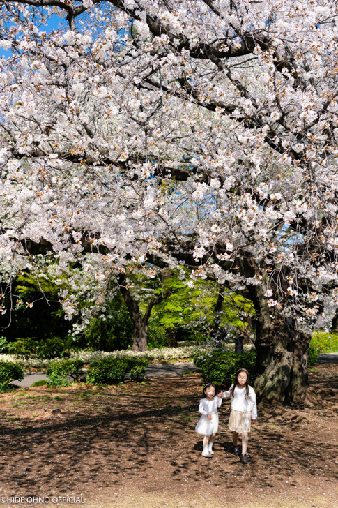 Family photo in a lush park with seasonal flowers and greenery in Shinjuku Gyoen, Tokyo