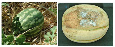 Melone coltivato con la pacciamatura