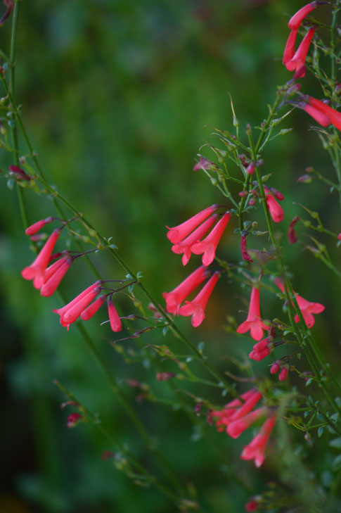 small sunny garden, desert garden, amy myers, garden bloggers bloom day, gbbd, november, photography, russelia, big red, coral fountain