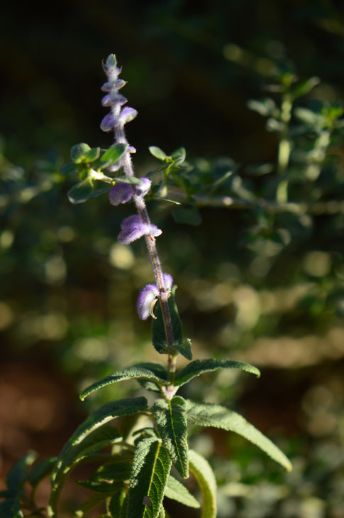 small sunny garden, desert garden, amy myers, tuesday view, autumn bloom, salvia, santa barbara, leucantha