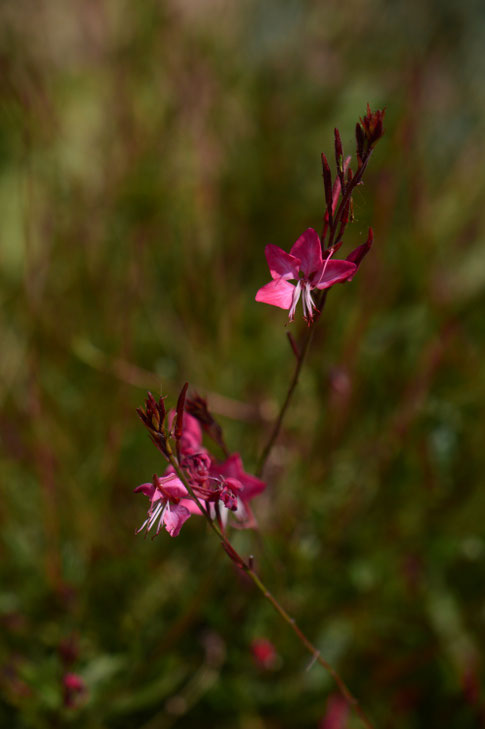 small sunny garden, amy myers, desert garden, garden bloggers bloom day