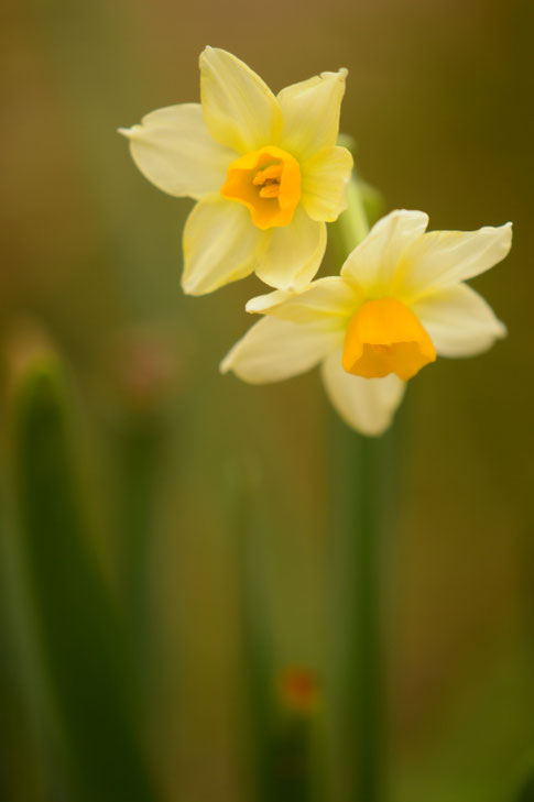 small sunny garden, desert garden, narcissus, autumn colors, bill the bulb baron, amy myers, photography
