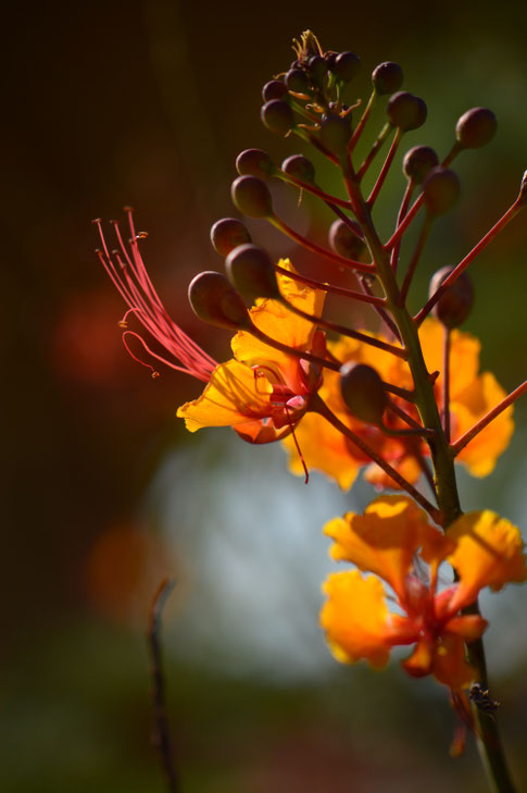 caesalpinia pulcherrima