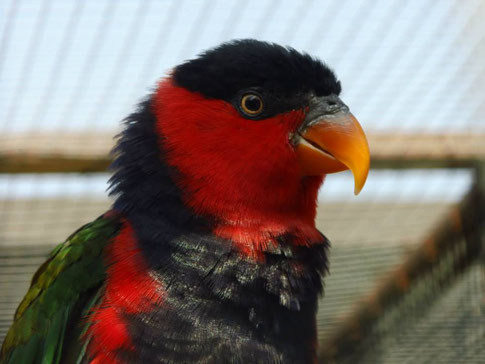 Partnervermittlung Papageien - Der Vogelpark Neureut ist endlich wieder geöffnet! | Forca Sports