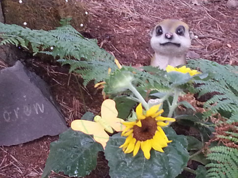 Ein Erdmännchen von den Spürkels!