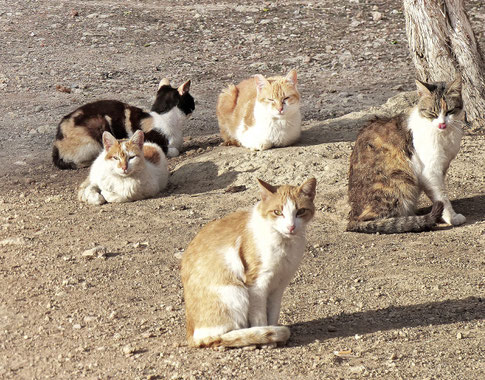 30 HQ Images Ab Wann Kann Man Ein Kater Kastrieren Lassen ...