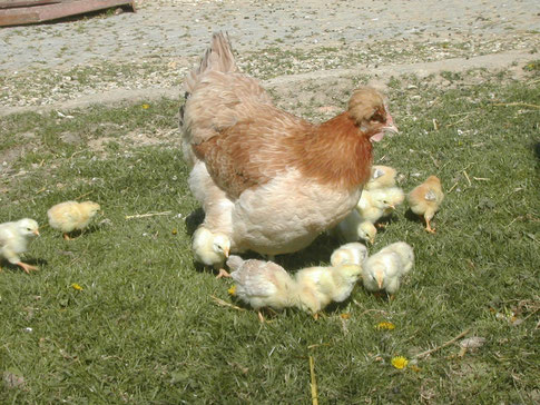 zum Vergrößern anklicken