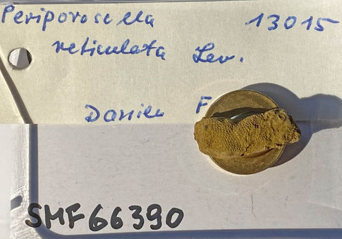 Senckenberg, Bryozoa, Bryozoen, Moostierchen, Sammlung Voigt