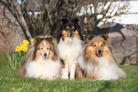 Heaven (links) im Alter von 14 Jahren mit Tochter Baya und Enkeltochter Tine, Frühjahr 2023