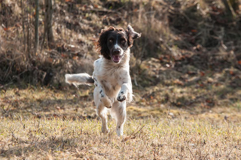Training von Hunden mit Jagdverhalten Rundum Glückshund Bergisch Gladbach Bergisch Gladbach