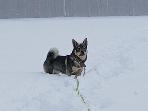 Frasse in de sneeuw!