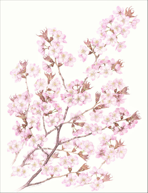 オオヤマザクラ 〈大山桜 〉  Cerasuus sargentii (Rehder)H. Ohba var. sargentii   610×420 mm