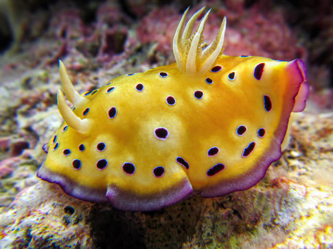 Goniobranchus kuniei pattern classique et non dominant en Polynésie