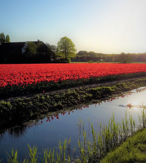 Fotoparade - die schönsten Fotos von Reisezielen in Europa - Tulpenfelder in Lisse nahe des Keukenhofs in den Niederlanden