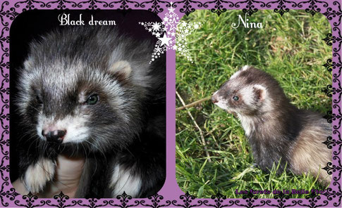 furetons , bébés furet black angora