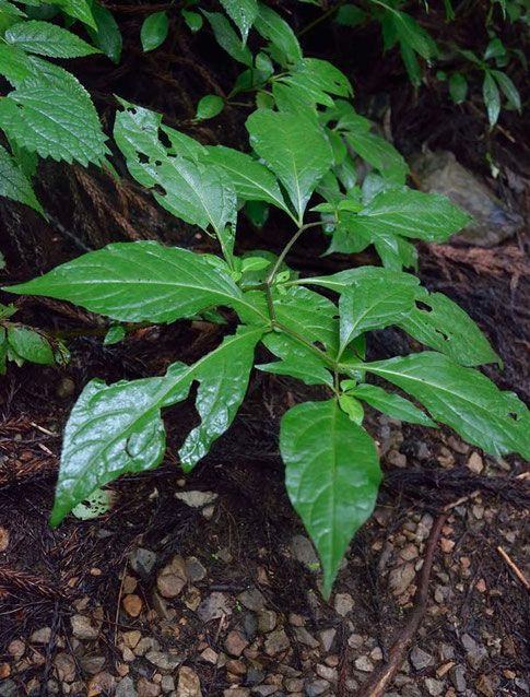 アオホオズキ (青酸漿)　ナス科 ホオズキ属　　絶滅危惧Ⅱ類