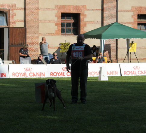 Maurizio Deriu e Rachele delle Terre Magiche Campionato BCI 2014 1° ECC classe giovane femmine tigrate