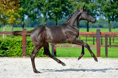 Lucky Levis HS Z (Levis de Muze x Chacoon Blue) out of the damline of Emerald van 't Ruytershof)