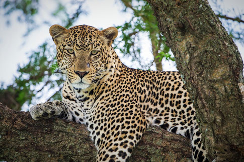 Leopard auf einem Serengeti Baum