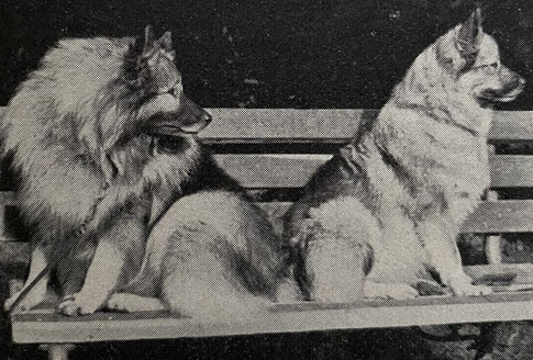 Wolfsspitz Hansel vom Wymarshof und Keeshond bitch Rita van Zaandam difference