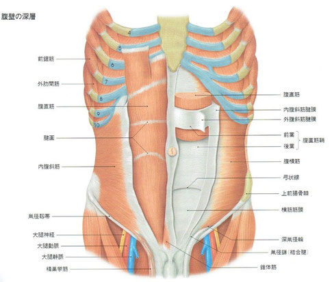 「人体の正常構造と機能」より