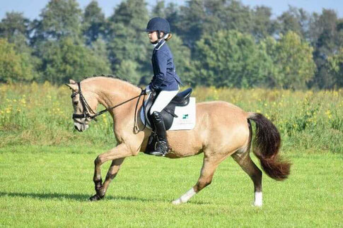 Oostdijk's Dancing Delyth (B) with rider Anoek, Keur, Preferent, Kroon, Sport sold to Italy