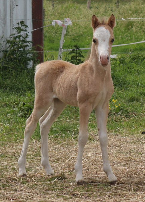 Our 35th foal at Stal Oostdijk and very, very pleased with her!