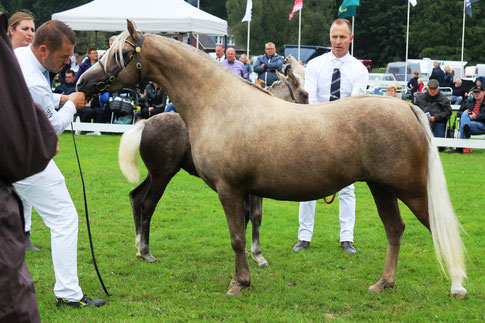Oostdijk's Dancing Destiny, getting her 'Keur' predicate at the CMK 2019 - she is scanned in foal by Stougjeshoeve Escudo for 2020