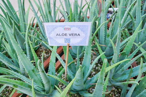 Aloe Vera Pflanzen - Foto von pixabay.com