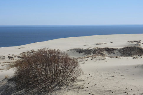 Ephas Düne Kurische Nehrung