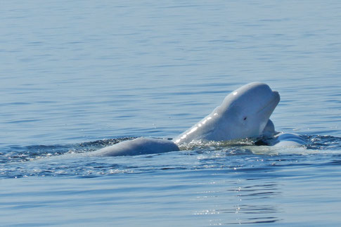 Beluga Solowezki Inseln Weißwal белуха Соловецкие острова