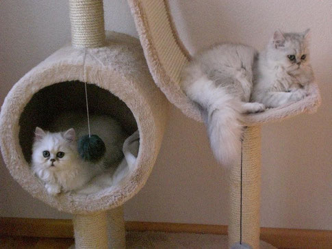 Aiko & Aimee in neuen Zuhause in Österreich