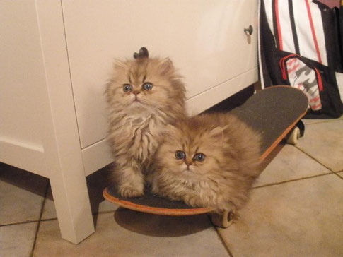 Skateboard-Stars "Brandy & Bambolina"