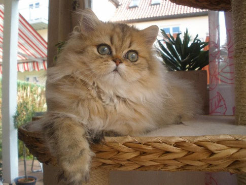 Cosma-Shiva und Candybear leben in der Nähe von Rosenheim und dürfen zusammenbleiben