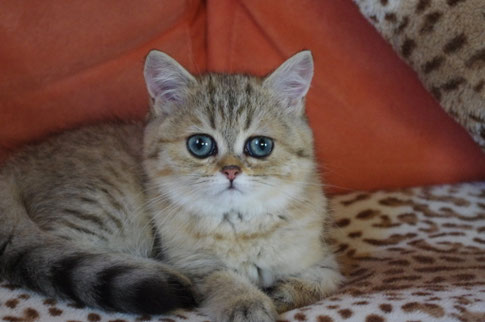 Starlett, lebt bei Trixi mit Familie