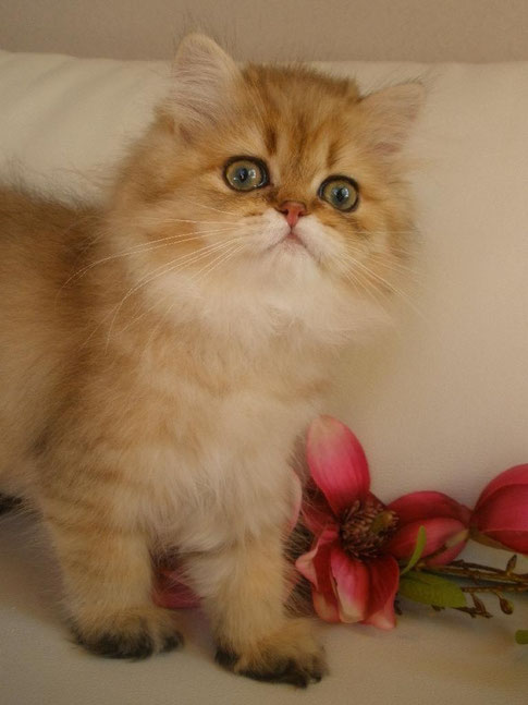 Fancy-Girl, 14 Wochen