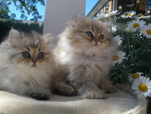 links "Cora" und "Cassandra"