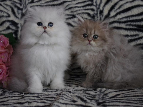 Silver-Gizmo & Blue-Maya