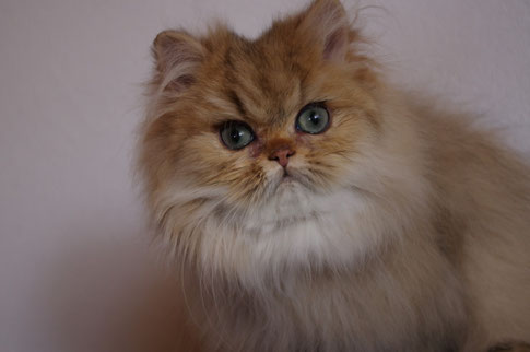Cindy, golden Girl